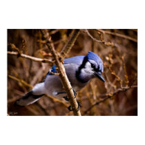 Blue Jay - print