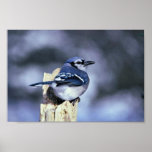 Blue jay print