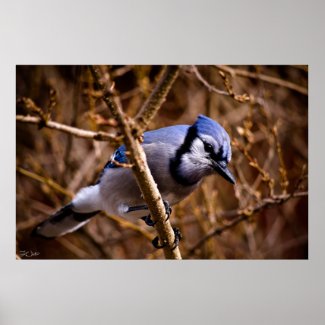 Blue Jay - print