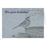 Blue Jay Songbird (Cyanocitta cristata) Cards