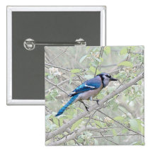 Blue Jay Songbird Pin
