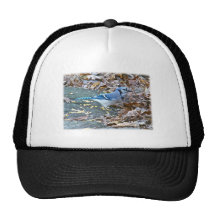 Blue Jay Songbird Series Hat