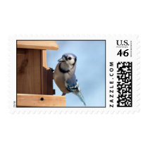 Blue Jay Stamp stamps