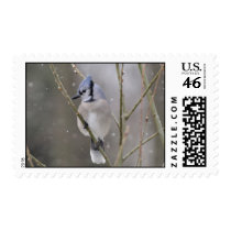 Blue Jay Stamp in the snow stamps