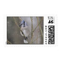 Blue Jay Stamp in the snow by onewish1 Blue Jay Stamp in the snow