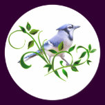 Blue Jay