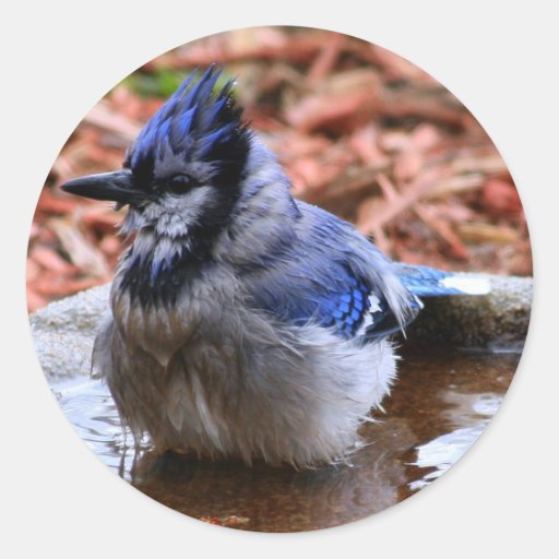 Blue Jay Stickers Zazzle