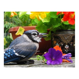 Blue Jay with Flowers print