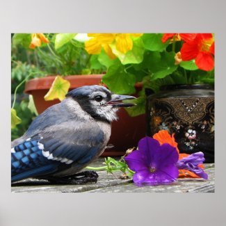 Blue Jay with Flowers Posters