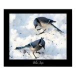 Blue Jays in Snow