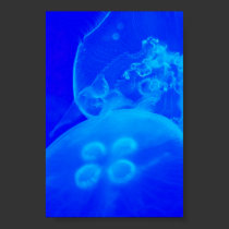 Blue Jellyfish posters