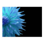 Blue Jennie On Black Postcard