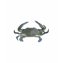 Blue "Jimmy" Crab t-shirts