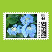 Blue lace cap hydrangeas postage postage