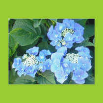 Blue lace cap hydrangeas postcards