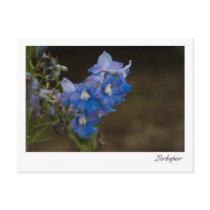 Blue Larkspur | Blauer Rittersporn Postcards
