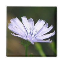 Blue Lettuce magnets