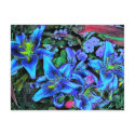 Blue Lilies postcards