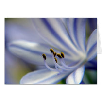 blue lily 2 cards