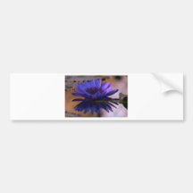 Blue Lily Bumper Stickers
