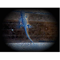 Blue Lizzard photo sculptures by cindyriley49 Blue Lizzard photo sculptures