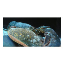 blue lobster photo card