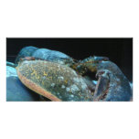 blue lobster photo cards