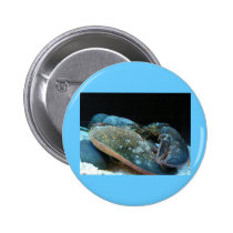 blue lobster buttons