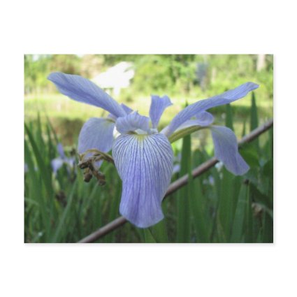 Blue Louisiana Iris postcard