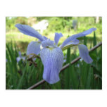 Blue Louisiana Iris Postcard