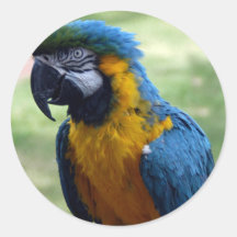 blue-macaw10x10 round sticker