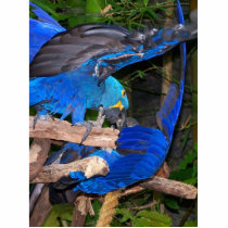 Blue macaw parrots fighting photograph picture photo cutouts