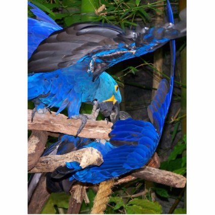 Blue macaw parrots fighting photograph picture acrylic cut outs