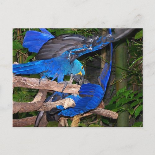 Blue macaw parrots fighting photograph picture postcard