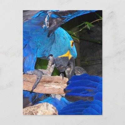 Blue+macaw+parrots