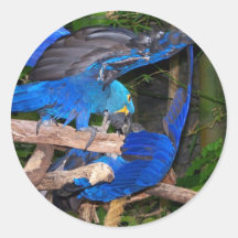 Blue macaw parrots fighting photograph picture round sticker