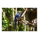Blue Macaw Parrots posters
