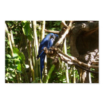 Blue Macaw Parrots posters