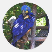 Blue Macaw Round Sticker