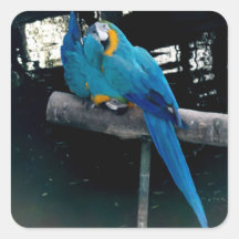 Blue Macaw Square Stickers