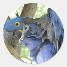 Blue Macaw Sticker