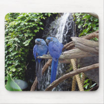 Blue Macaws Mousepad