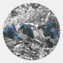 Blue Macaws Round Stickers