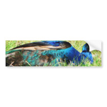 Blue Male Peacock bumper stickers by lifesphere Blue Male Peacock bumper stickers