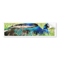 Blue Male Peacock bumper stickers by lifesphere Blue Male Peacock bumper stickers