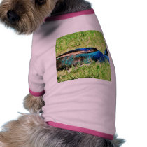 Blue Male Peacock pet clothing