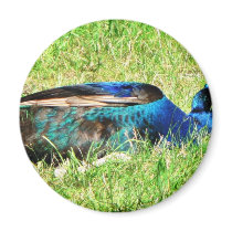 Blue Male Peacock magnets