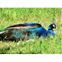 Blue Male Peacock photo sculptures