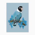 Blue Masked Lovebird Postcard