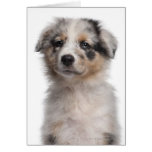 Blue Merle Australian Shepherd puppy close-up Greeting Cards